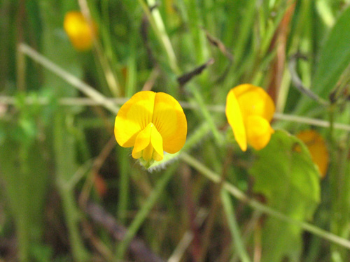 Abril em Flor