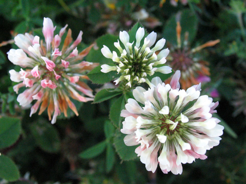 Flores