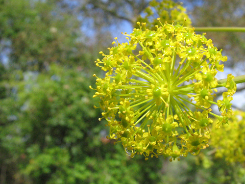 Flores