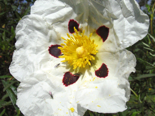 Flores