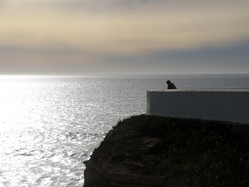 Muro da Zambujeira