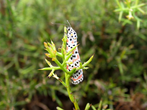 Borboleta