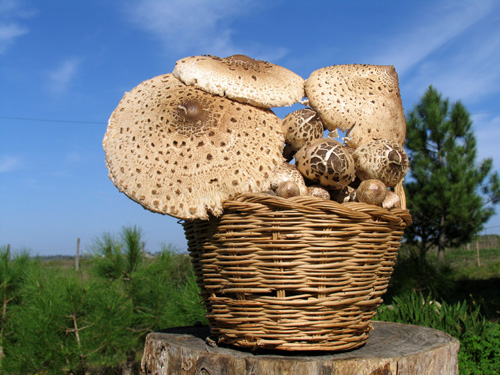 Cogumelos