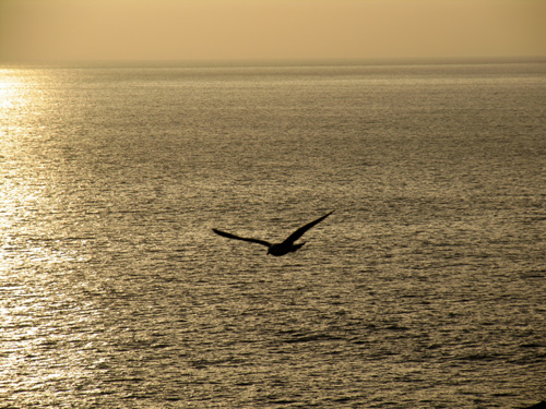 Gaivota