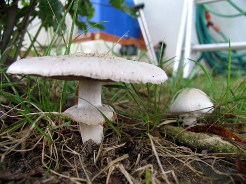 Cogumelos