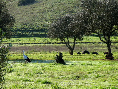 Cegonha e Porcos Pretos