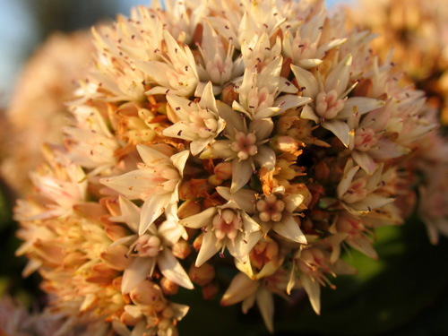 Flores