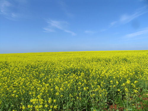 Primavera