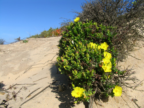 Primavera