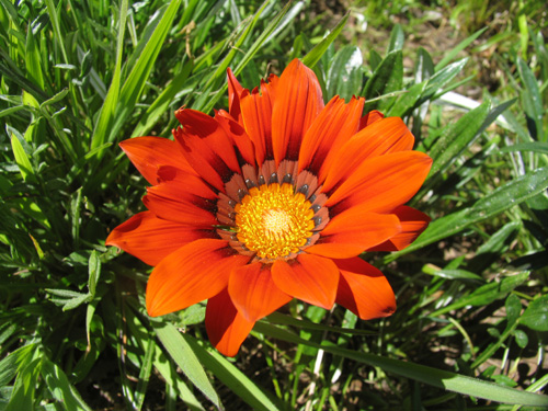 Primavera