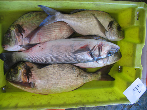 Robalo e Douradas