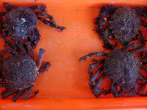 Santolas
