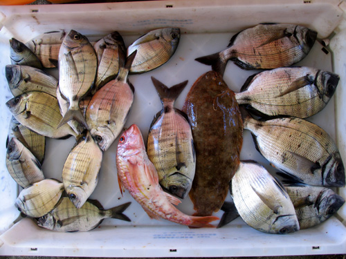 Salmonete, Linguado, Safias e Sargos