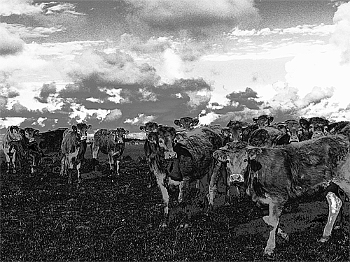 No campo