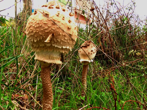 Lepiota Procera