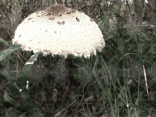 Lepiota Procera