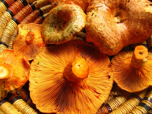 Cogumelos