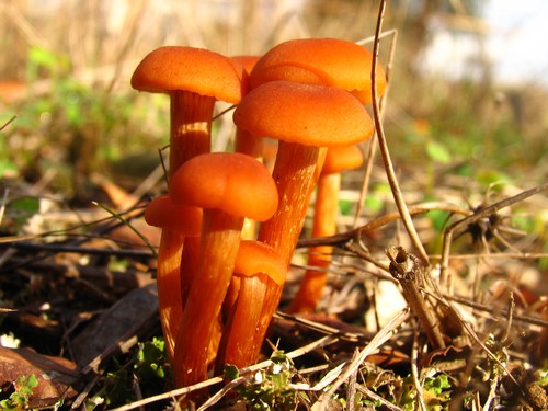 Cogumelo