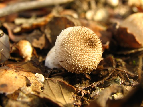 Cogumelo