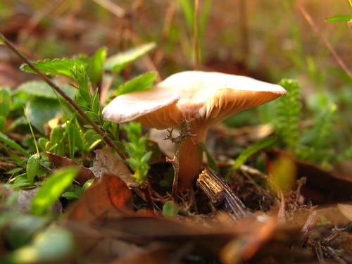 Cogumelo
