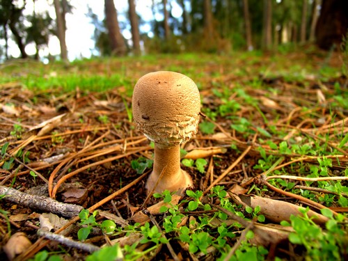 Cogumelo