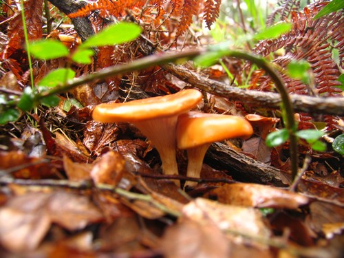 Cogumelo