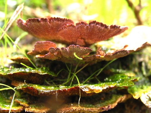 Cogumelo