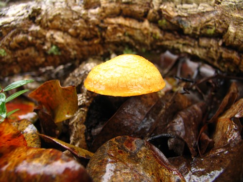 Cogumelo