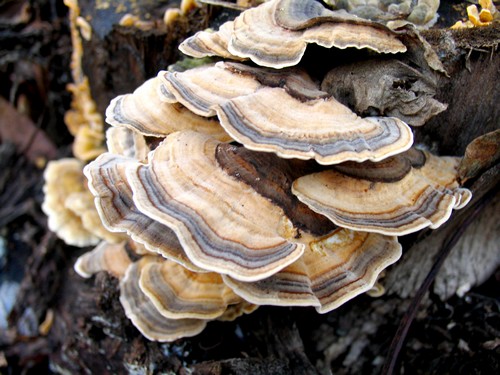 Cogumelo