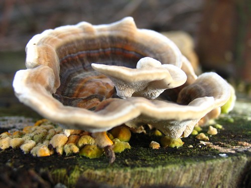 Cogumelo