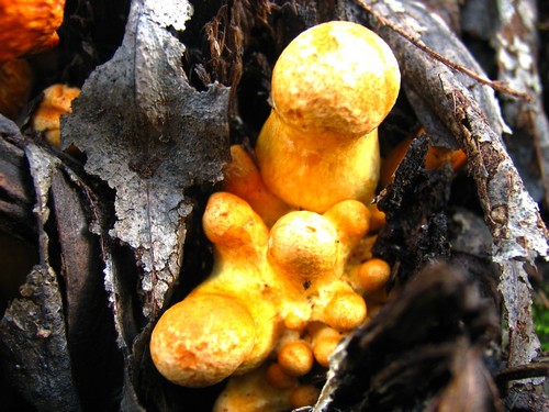 Cogumelo