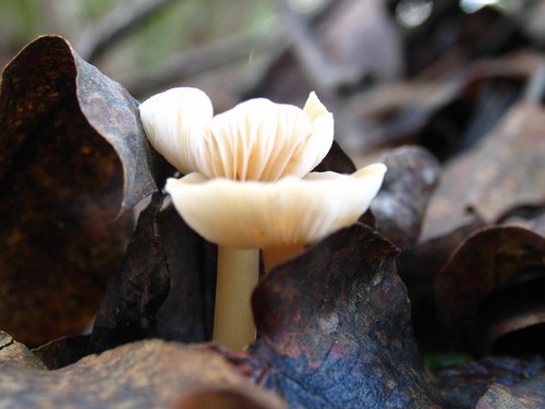 Cogumelo