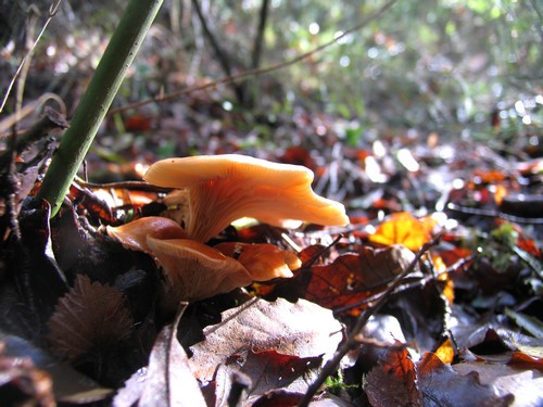 Cogumelo