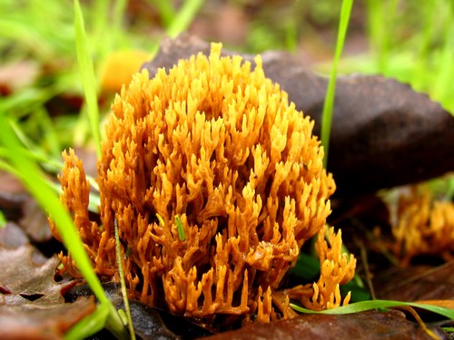 Cogumelo