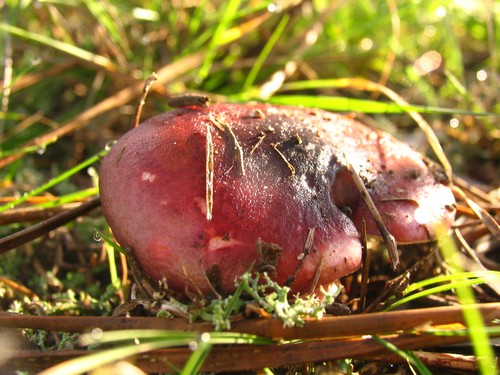 Cogumelo
