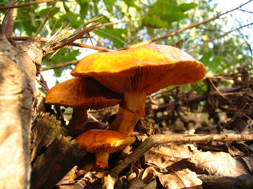 Cogumelo