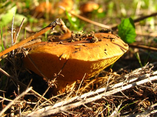 Cogumelo