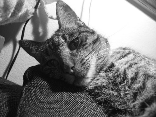Zico