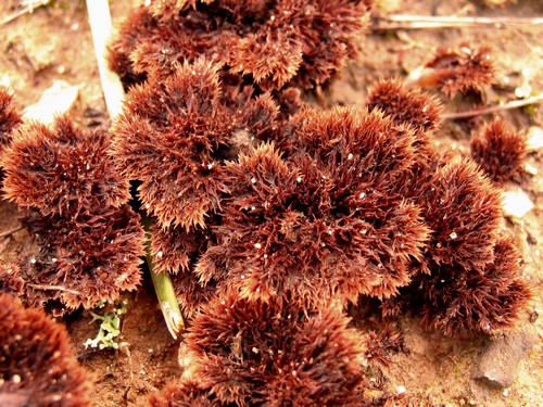 Cogumelo
