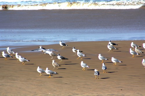 Gaivotas