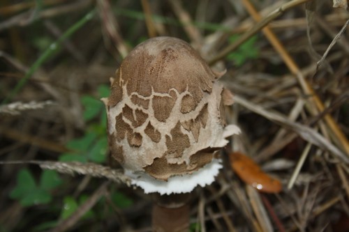 Cogumelo