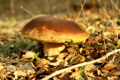 Cogumelo
