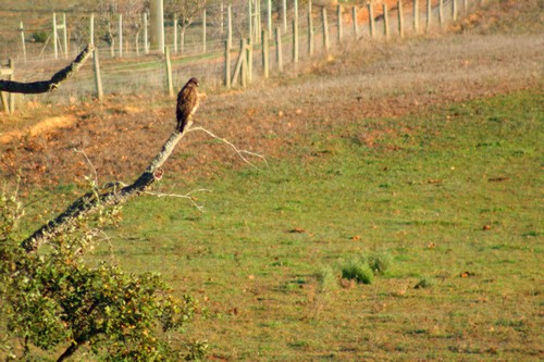 Buteo Buteo