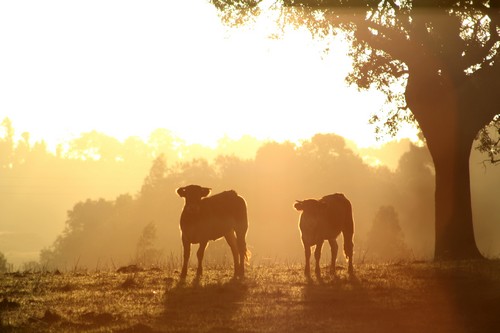 Amanhecer