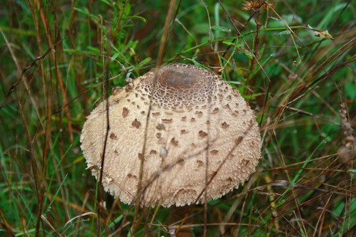 Cogumelo